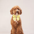 Load image into Gallery viewer, Happy Daisies dog lady Bow