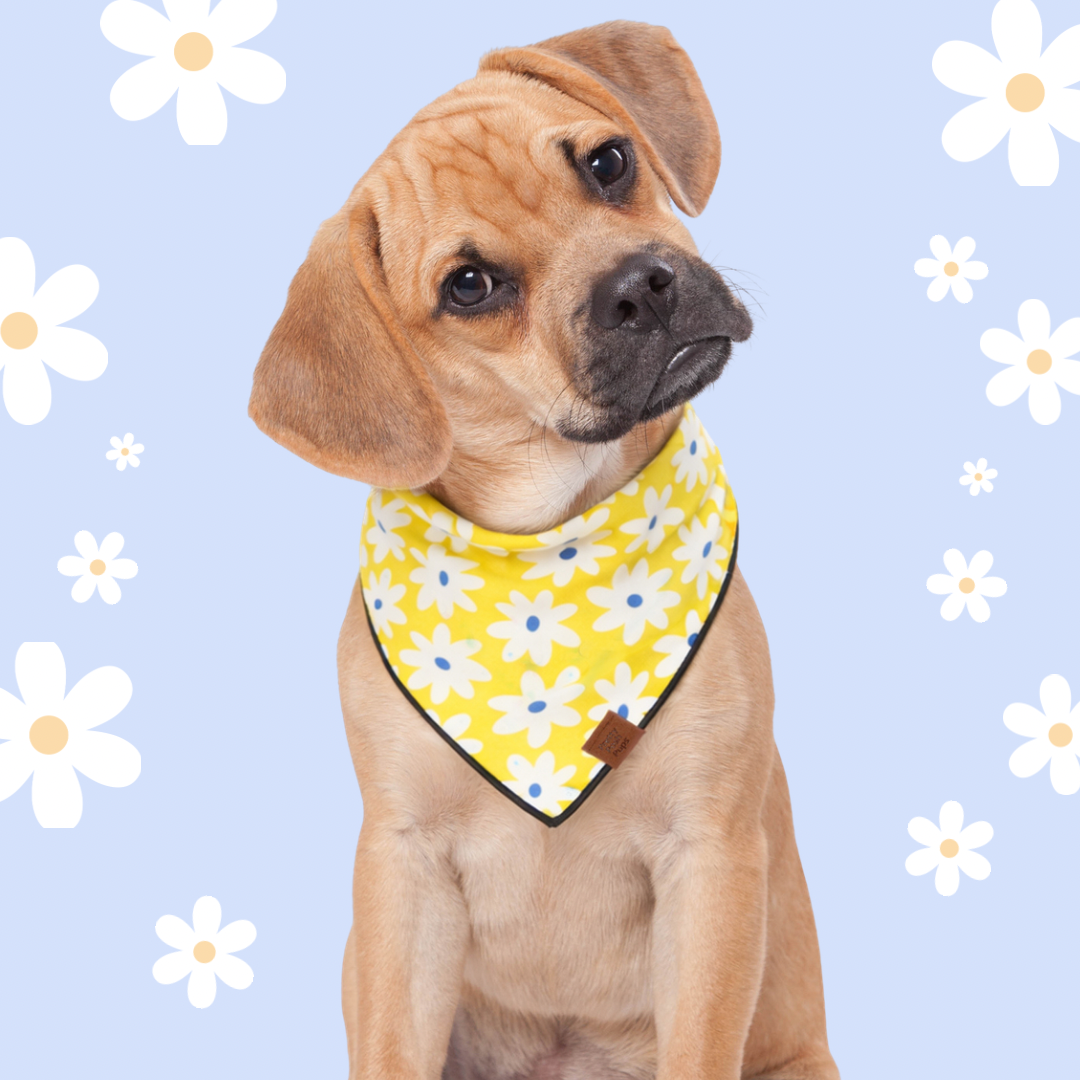 Happy Daisies Dog Bandana
