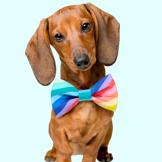 Spring Rainbow dog bow tie