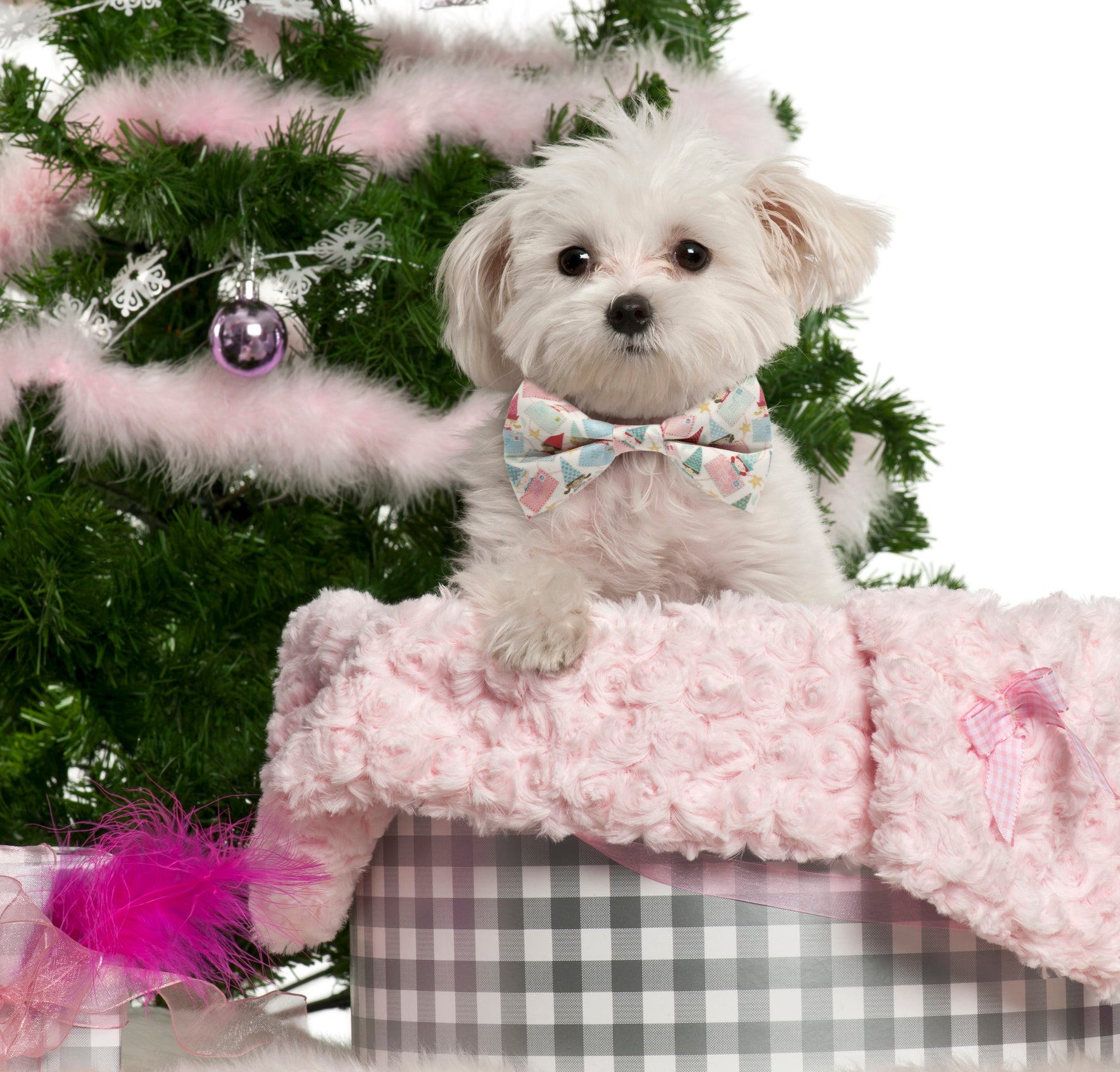 WHITE Letters for Santa Dog Bow Tie