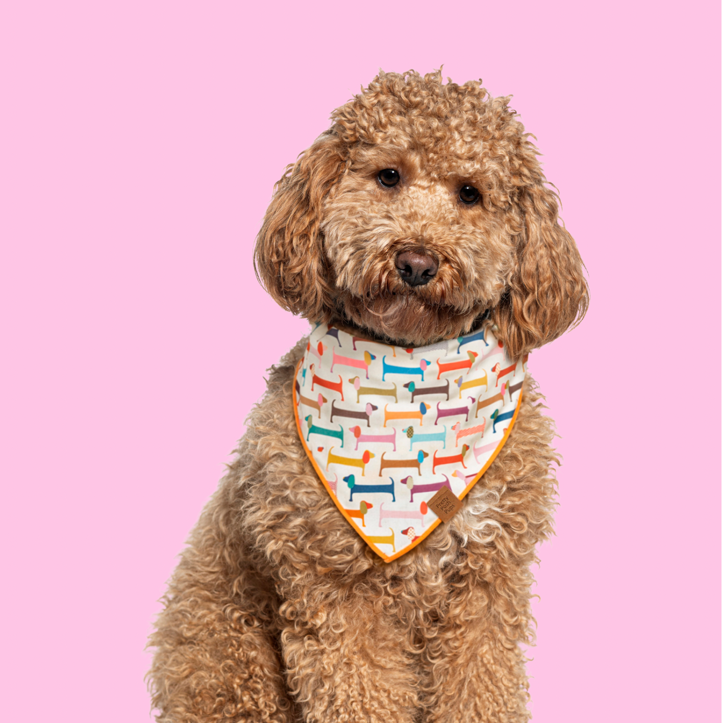 Dachshund Dog Bandana