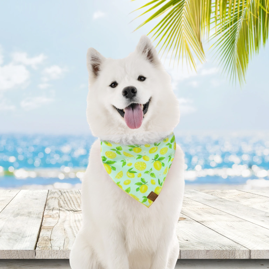 Lemon Dog Bandana