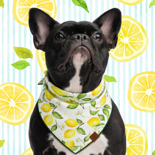 Lemonade Dog Bandana