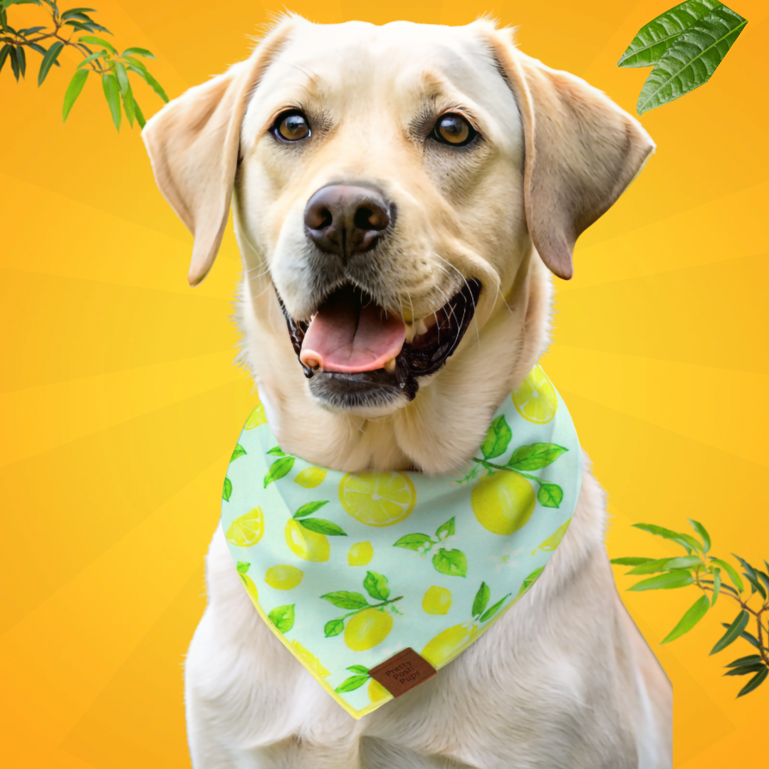 Lemon Dog Bandana