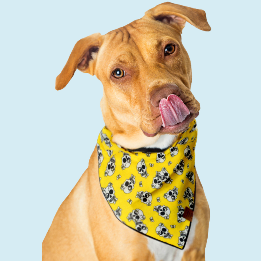 Yellow skeleton Dog Bandana