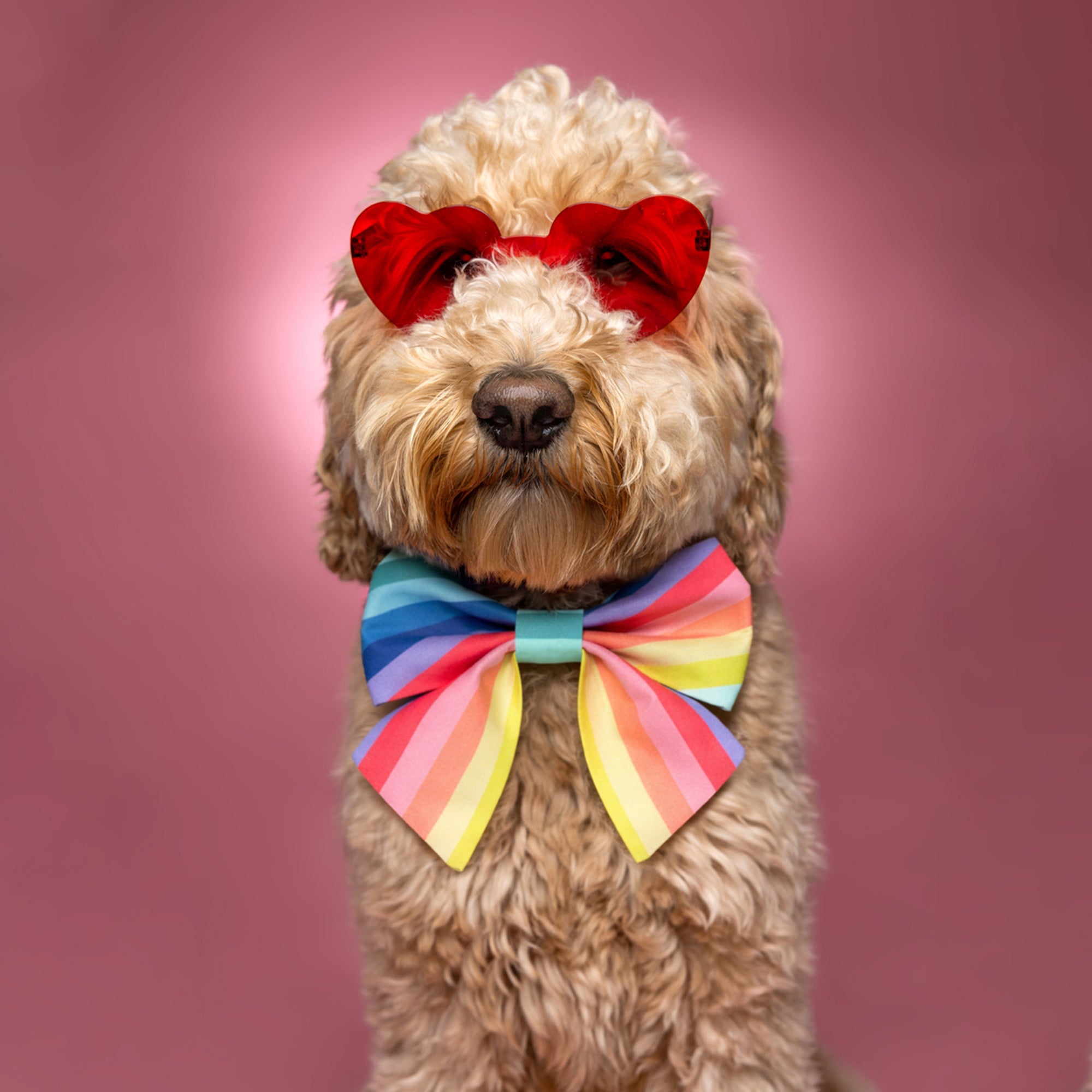 Spring Rainbow dog lady Bow