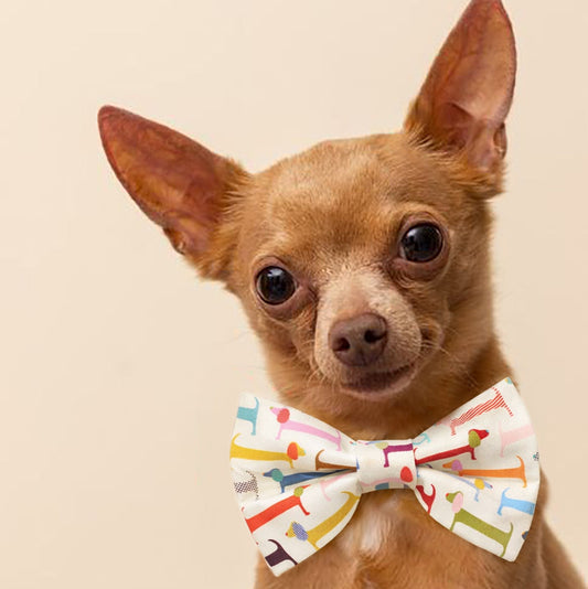 dachshund dog bow tie