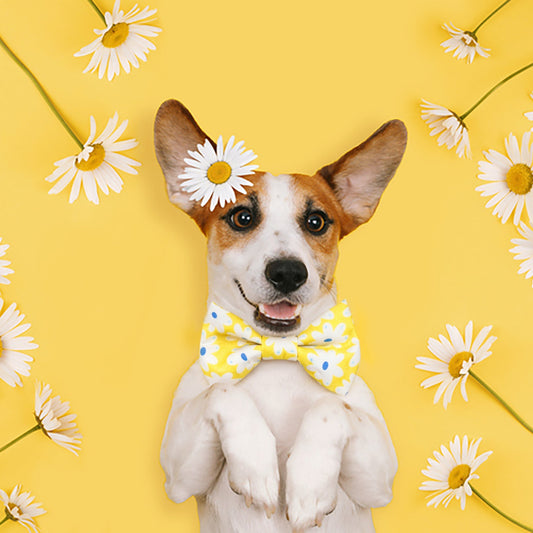 Happy Daisies Dog Bow Tie