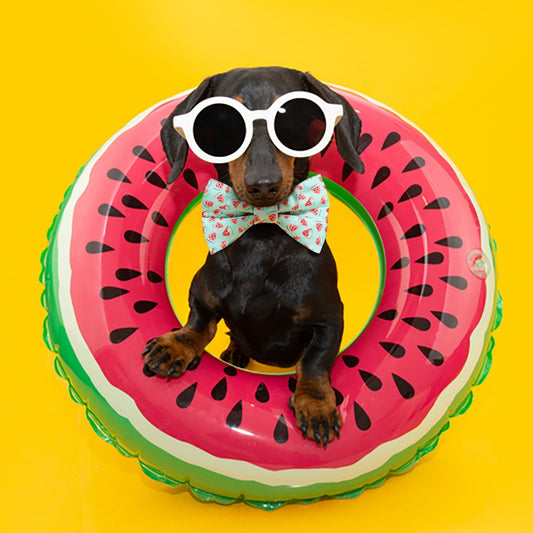Watermelon dog Bow Tie