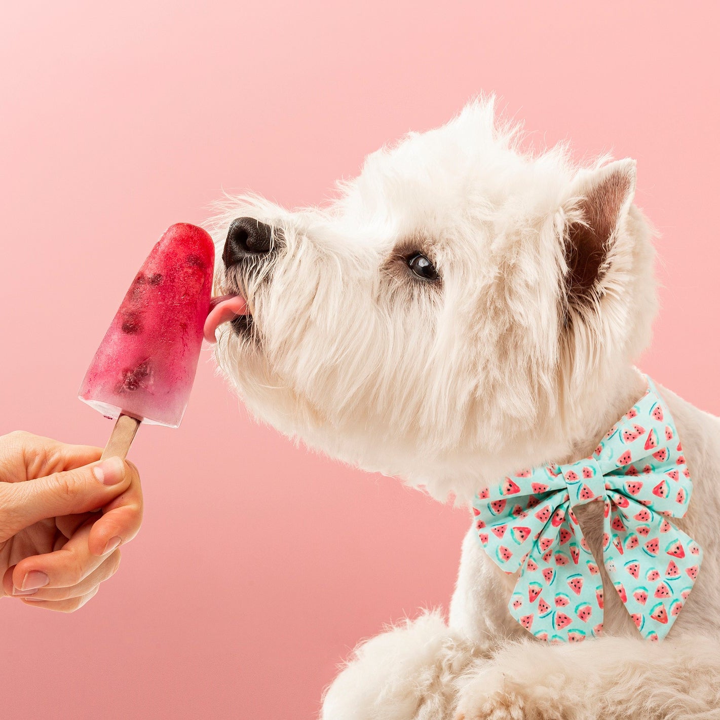 Watermelon dog lady Bow