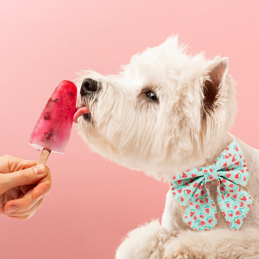 Watermelon dog lady Bow