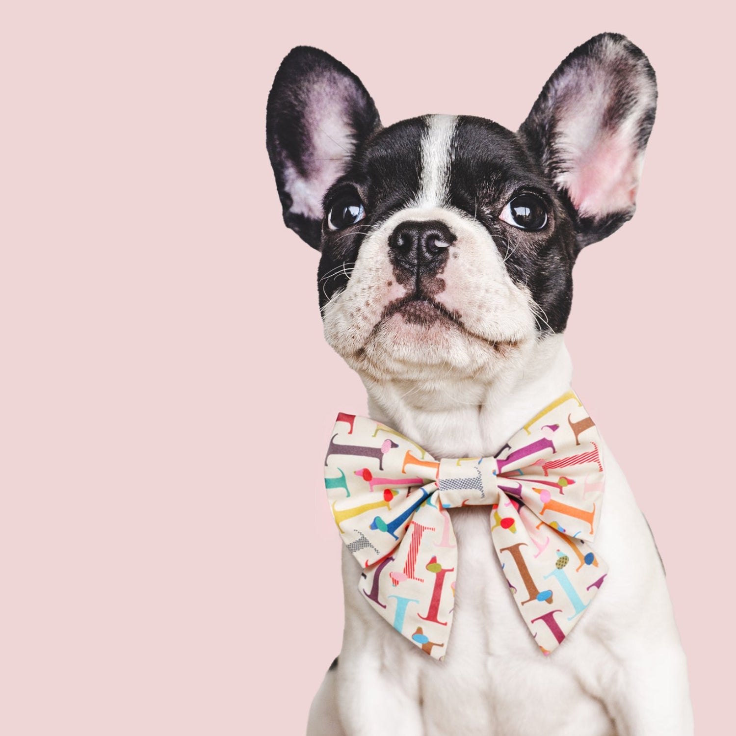 Dachshund Dog Lady Bow