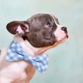Load image into Gallery viewer, Sky Blue Plaid Dog Bow Tie
