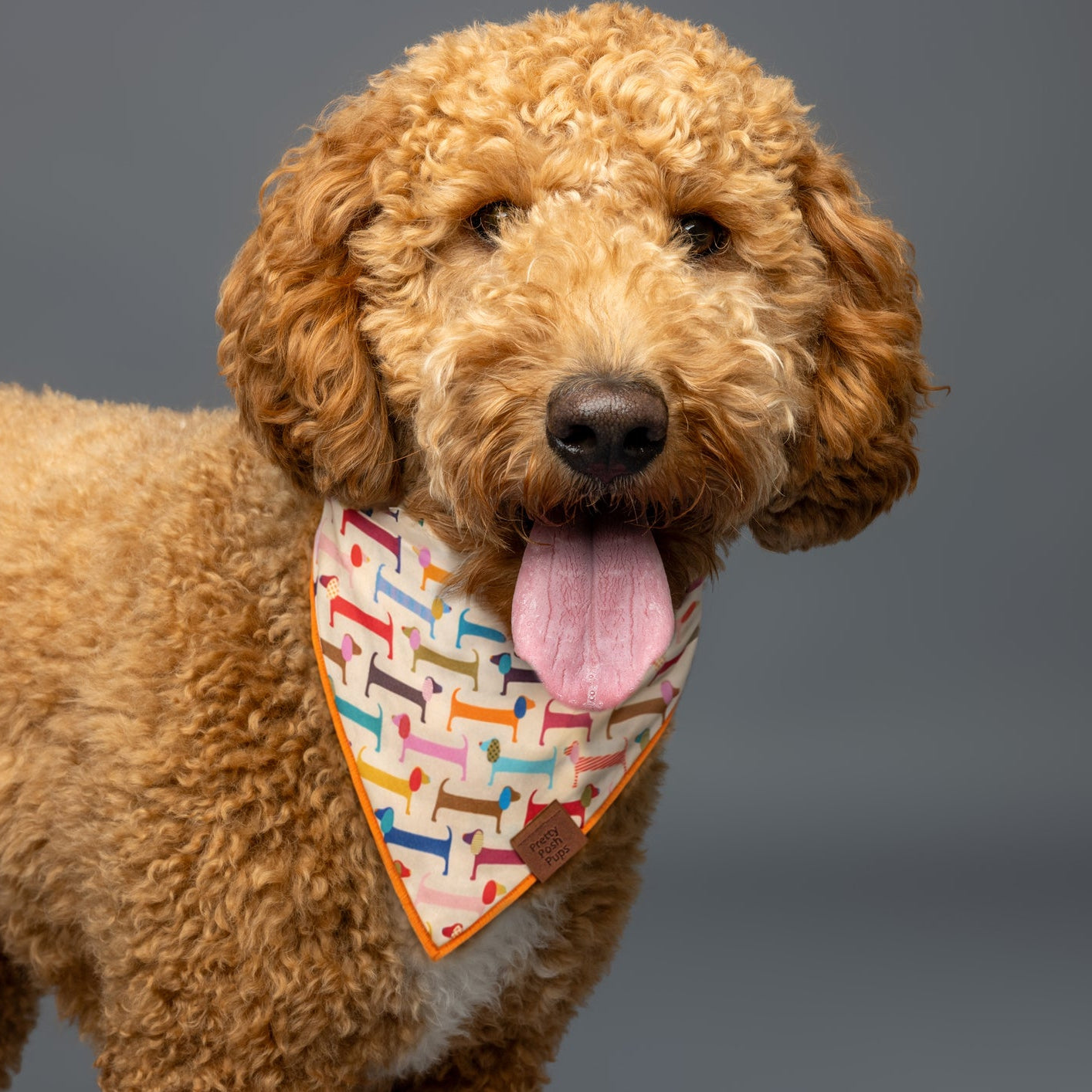 Dachshund Dog Bandana