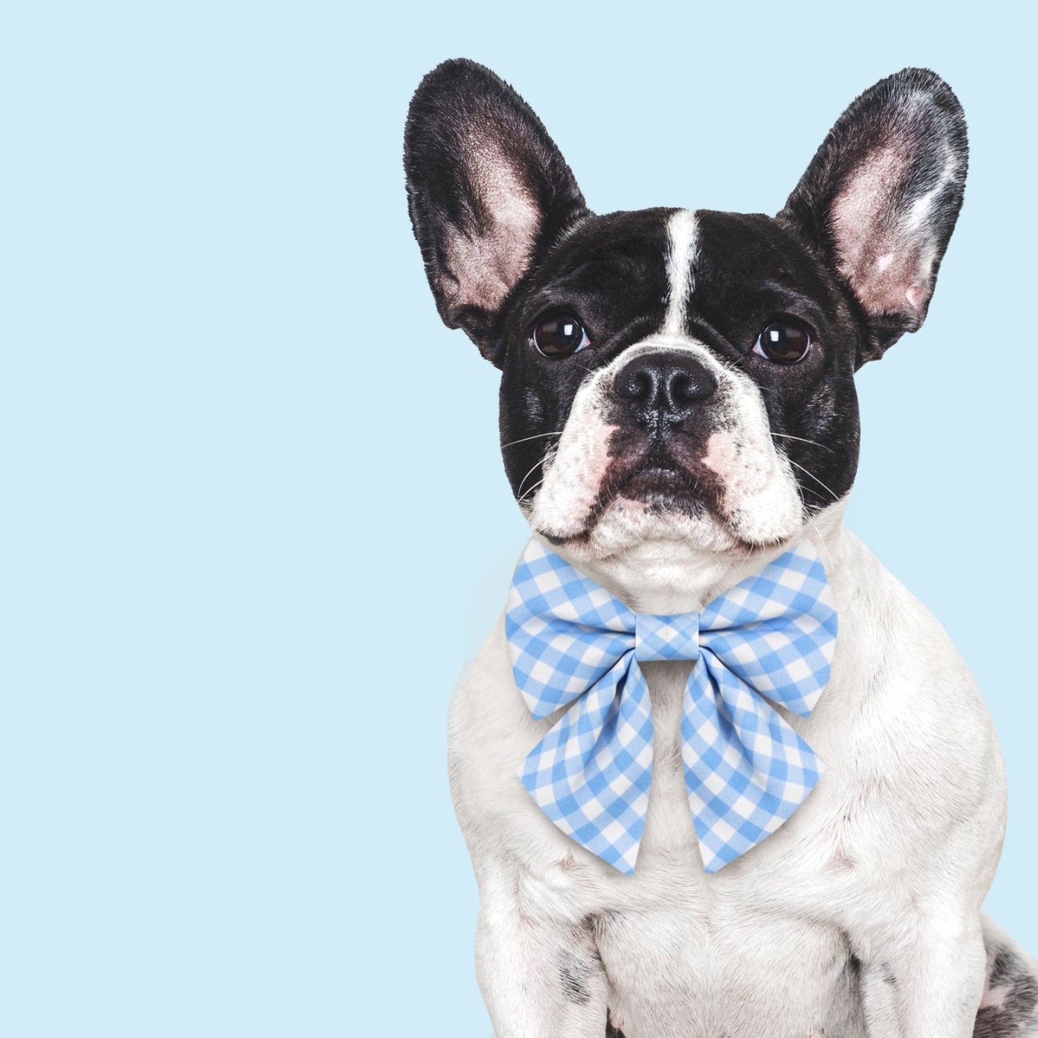 Sky Blue Plaid Lady Dog Bow