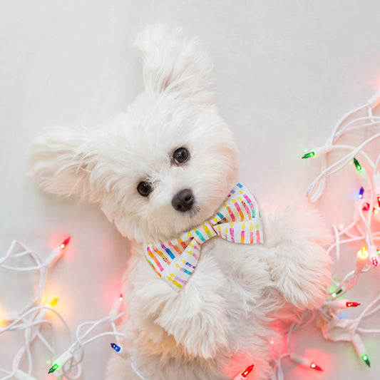 B.day Candles Dog Bow Tie
