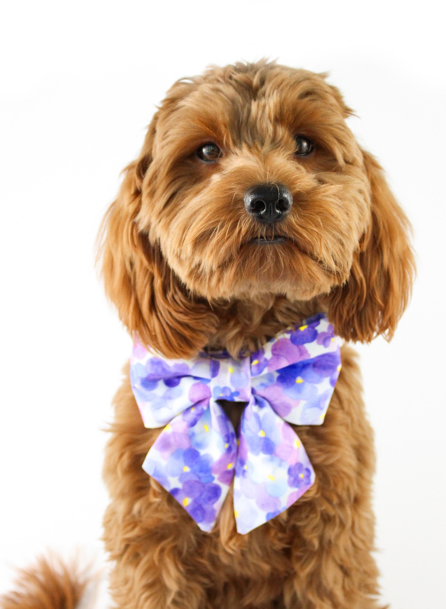 Pansy Flower Dog Lady Bow